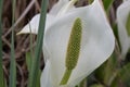 Asian skunk-cabbagee Lysichiton camtschatcensis, white flower with a spadix